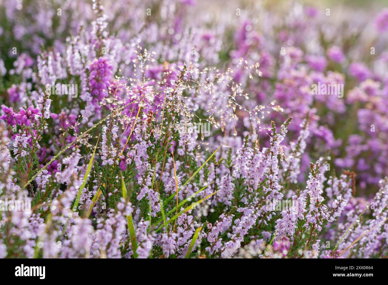 Heather en fleur au sommet de la falaise, Robin Hoods Bay. Banque D'Images
