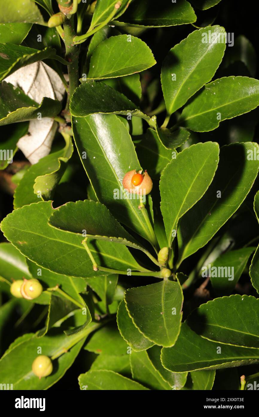 Arbre de fuseau japonais (Euonymus japonicus) Plantae Banque D'Images