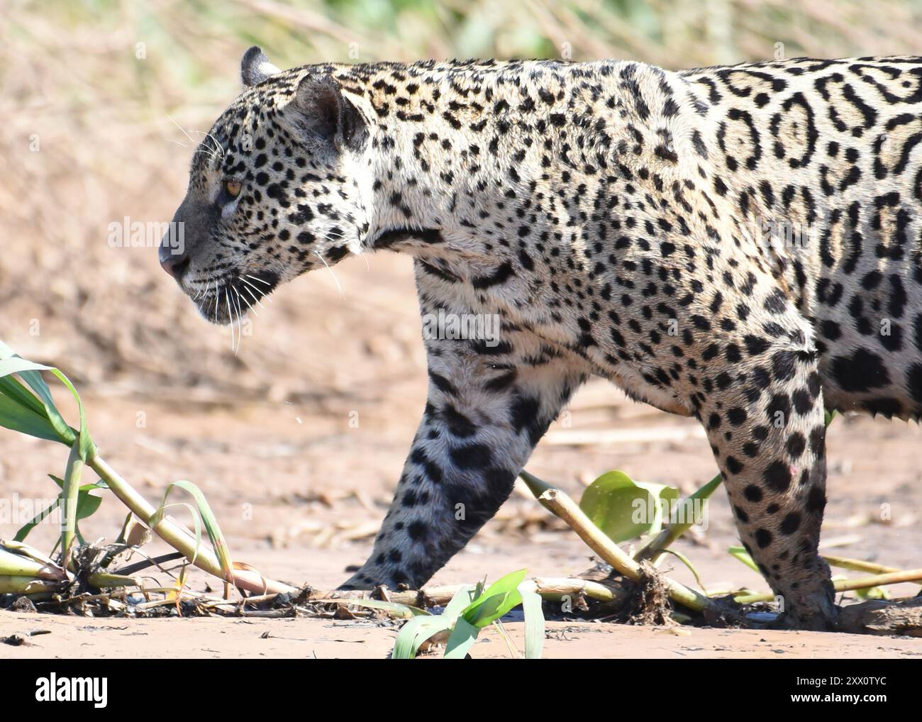 Gros plan d'une jaguar féminine dans le Pantanal (Brésil) Banque D'Images