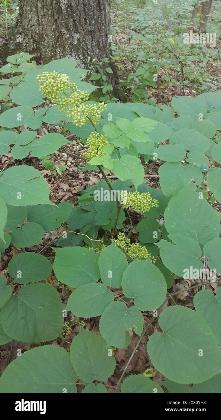 Spikenard américain (Aralia racemosa) Plantae Banque D'Images