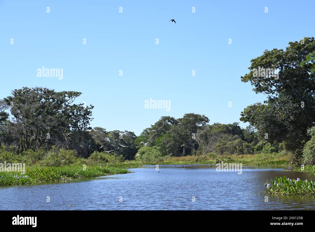 Le Pantanal au Brésil est la plus grande zone humide tropicale du monde Banque D'Images