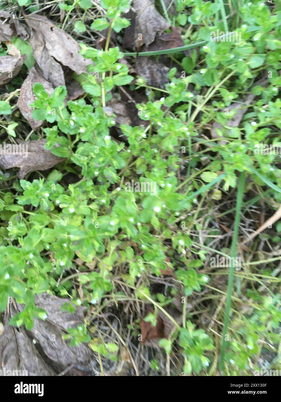 Green Field-speedwell (Veronica agrestis) Plantae Banque D'Images