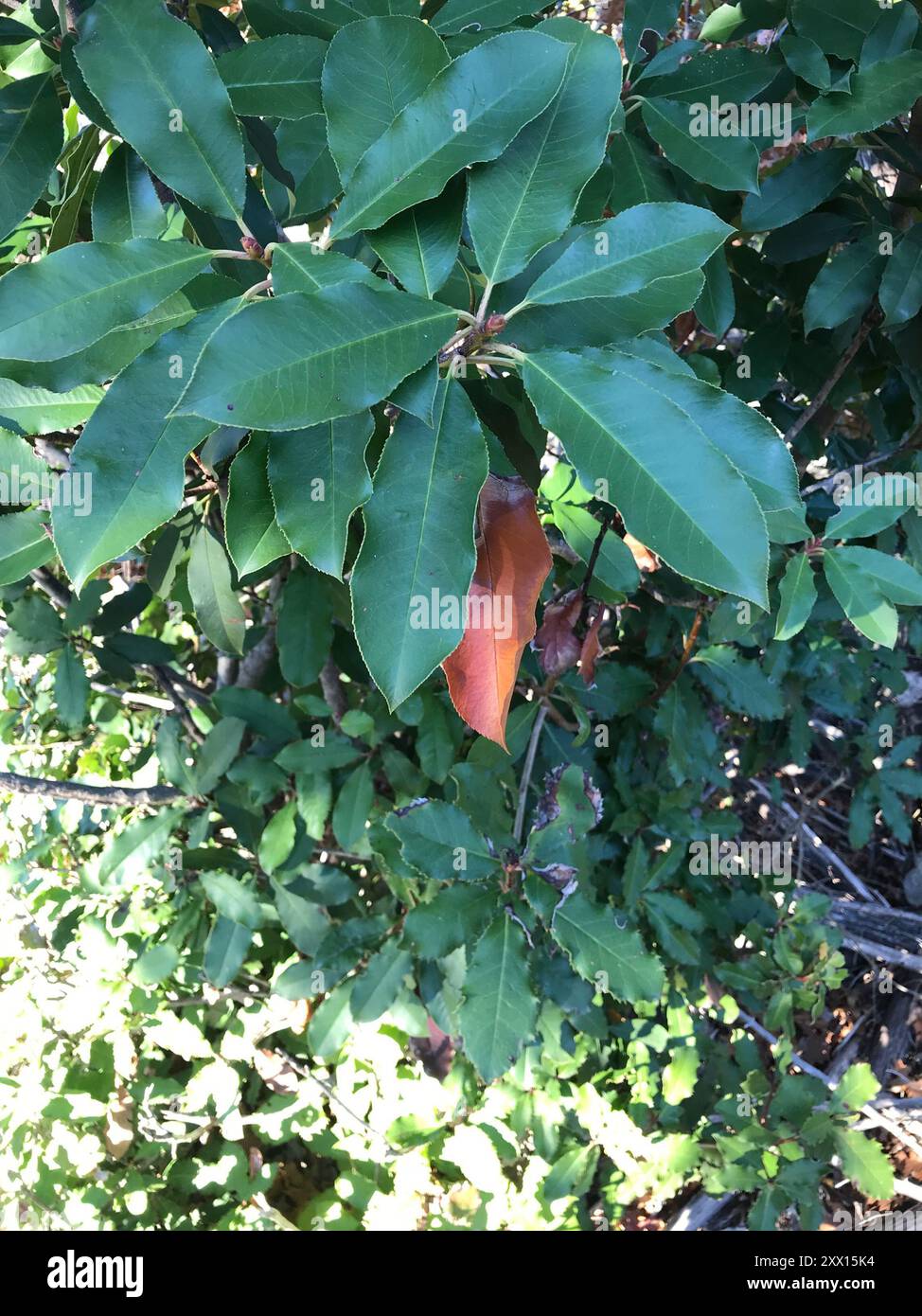 Photinia chinoise (Photinia serratifolia) Plantae Banque D'Images