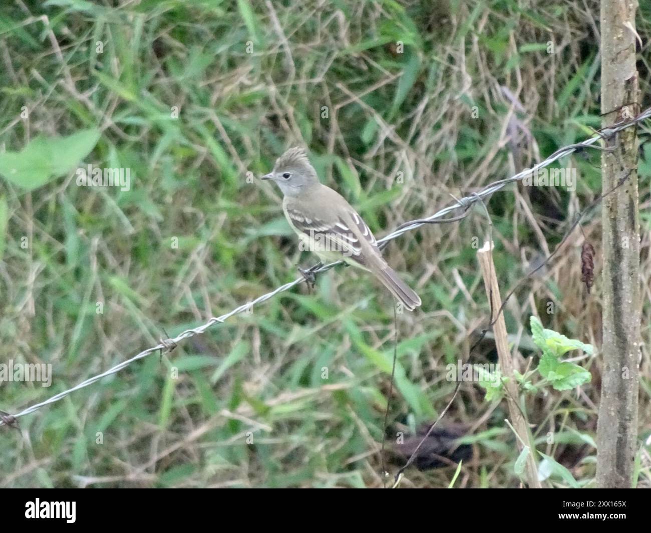 Elaenia à ventre jaune (Elaenia flavogaster) Aves Banque D'Images