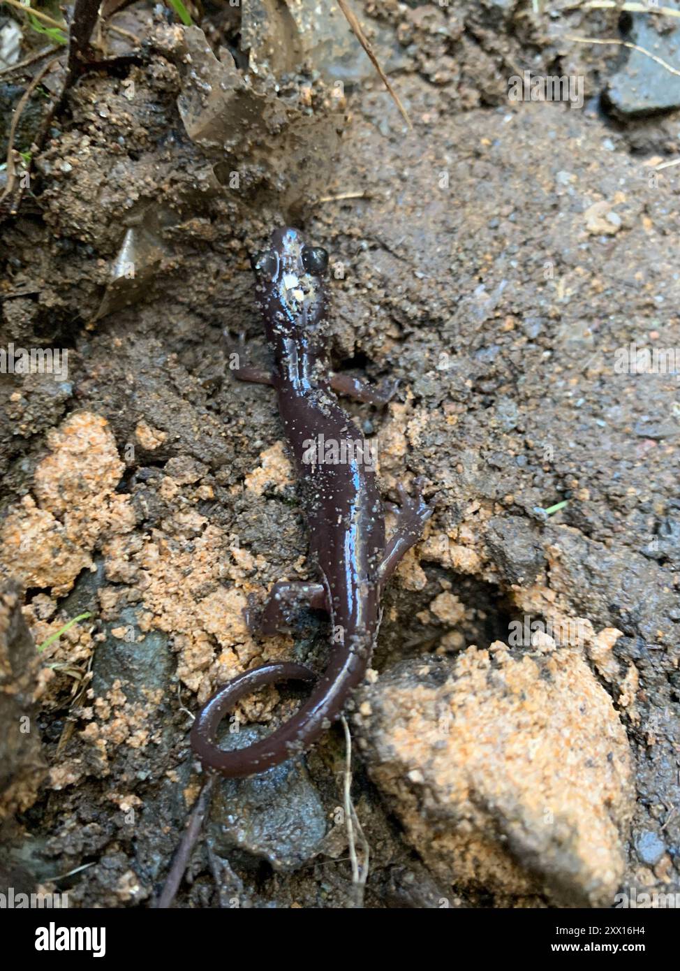 Salamandre arboricole (Aneides lugubris) amphibiens Banque D'Images