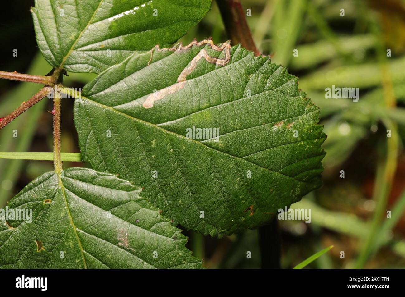 Golden Pigmy (Stigmella aurella) Insecta Banque D'Images