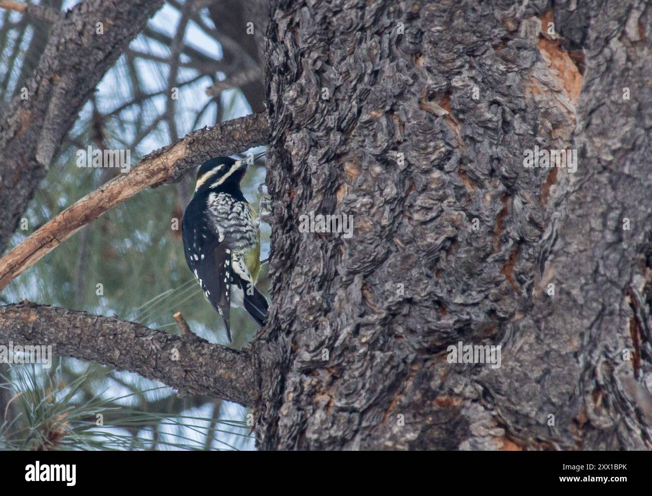 Le sapsuccion de Williamson (Sphyrapicus thyroideus) Aves Banque D'Images