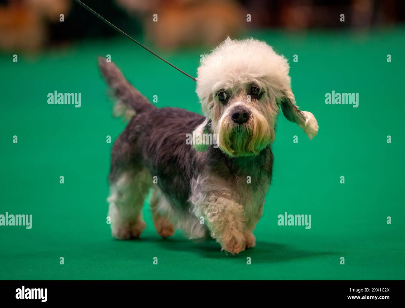 Chien Dandie Dinmont marchant en toute confiance sur un tapis vert lors d'une exposition canine Banque D'Images