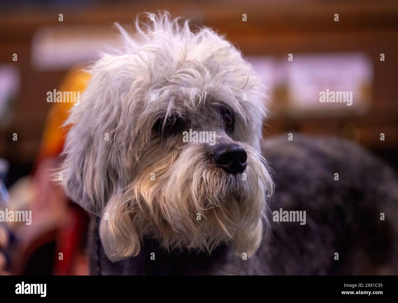 Dandie Dinmont terrier à une exposition canine Banque D'Images