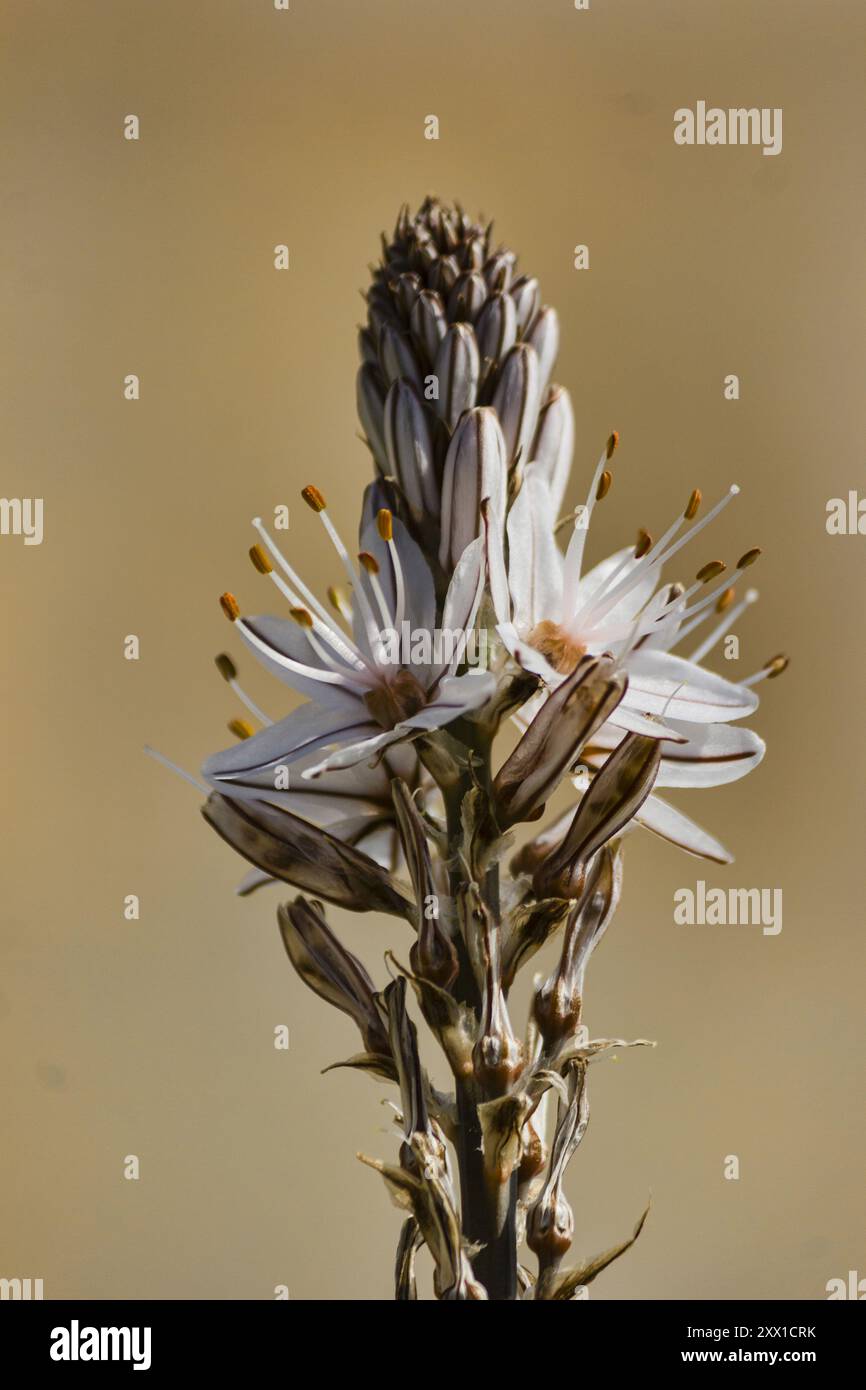 Un Asphodel ramifié sauvage dans le parc Banque D'Images