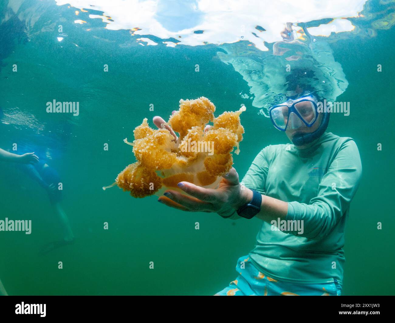Snorkeler avec des méduses dorées (Mastigias papua etpisoni), dans le lac Jellyfish, un lac marin situé sur l'île Eil Malk, îles Rock, Palaos Banque D'Images