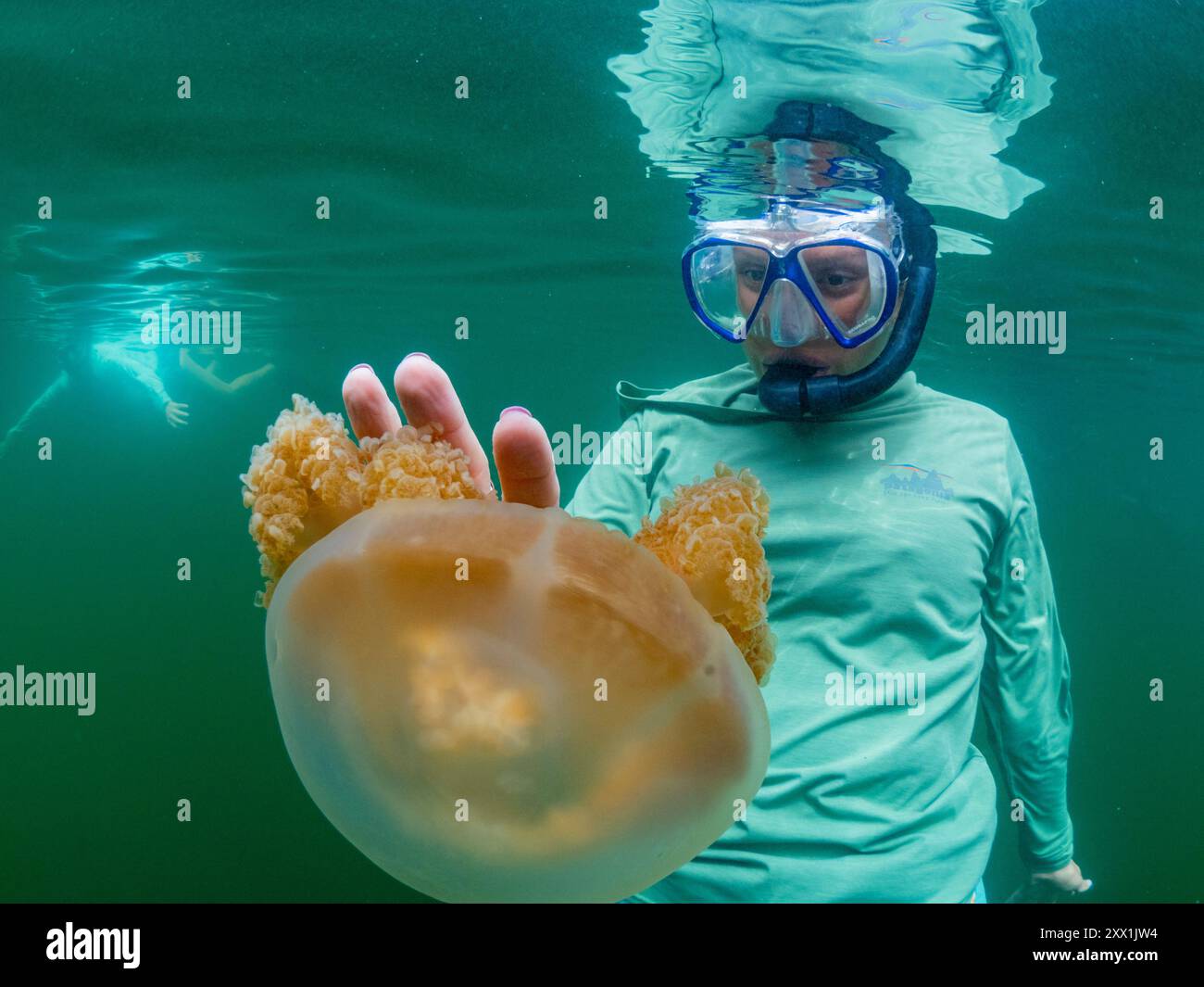 Snorkeler avec des méduses dorées (Mastigias papua etpisoni), dans le lac Jellyfish, un lac marin situé sur l'île Eil Malk, îles Rock, Palaos Banque D'Images Snorkeler avec des méduses dorées (Mastigias papua etpisoni), dans le lac Jellyfish, un lac marin situé sur l'île Eil Malk, îles Rock, Palaos Banque D'Images