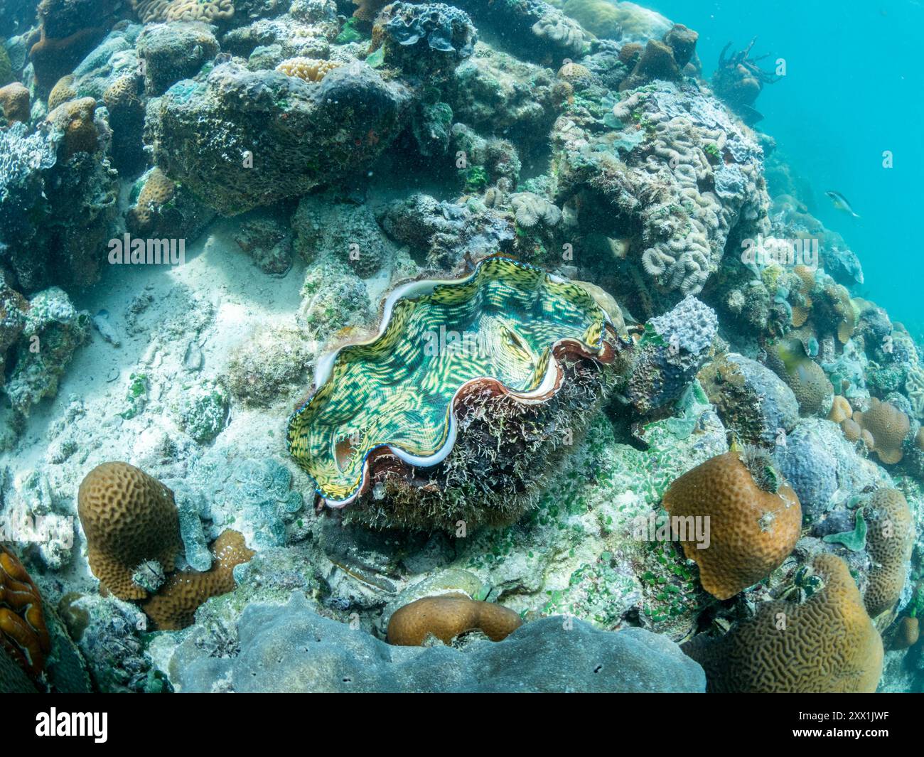 Une palourde géante et une myriade de coraux durs et mous rivalisent pour l'espace sur le substrat du mur de Darwin, Palau, Micronésie, Pacifique Banque D'Images