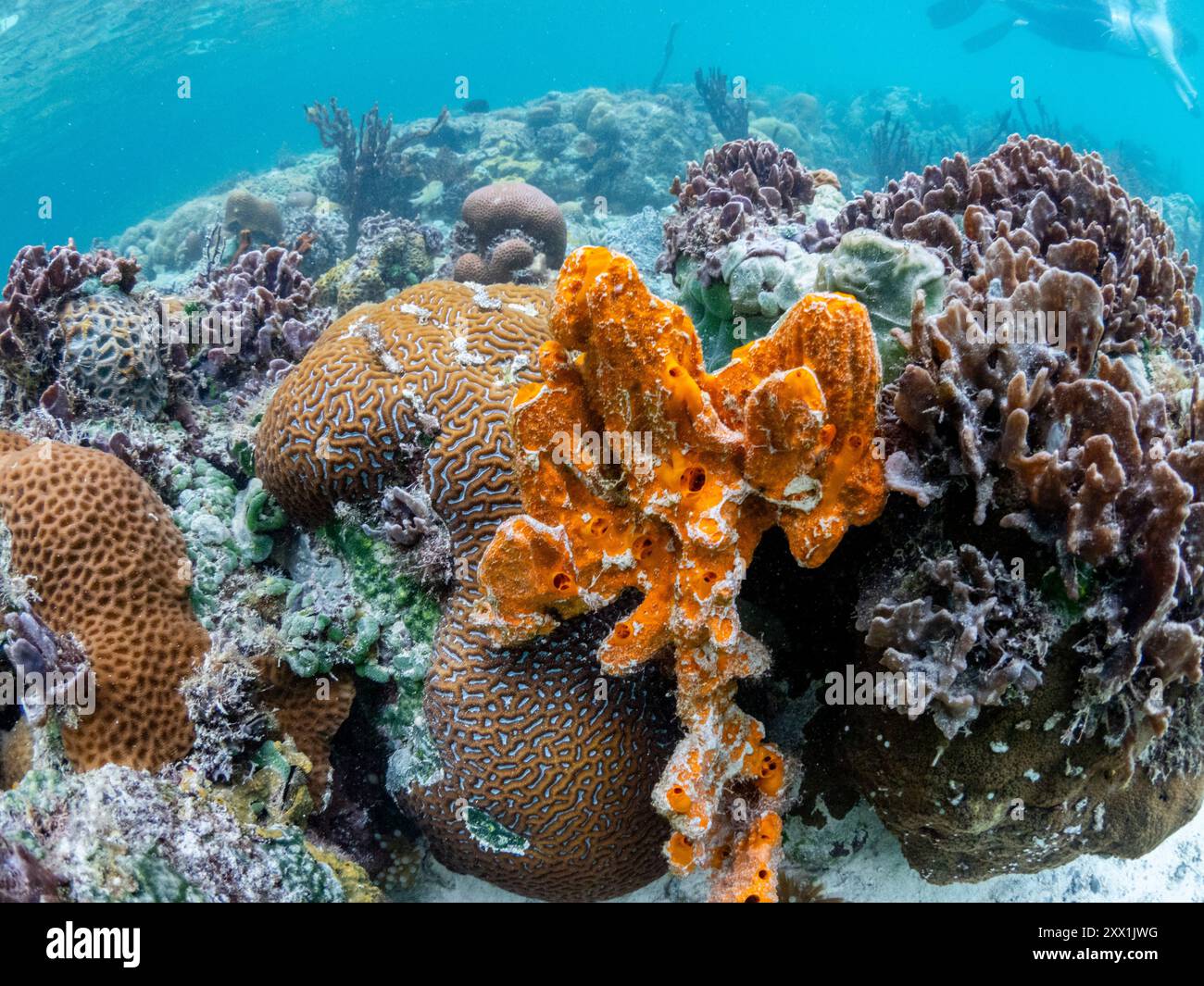 Une myriade de coraux durs et mous rivalisent pour l'espace sur le substrat du mur de Darwin, Palau, Micronésie, Pacifique Banque D'Images