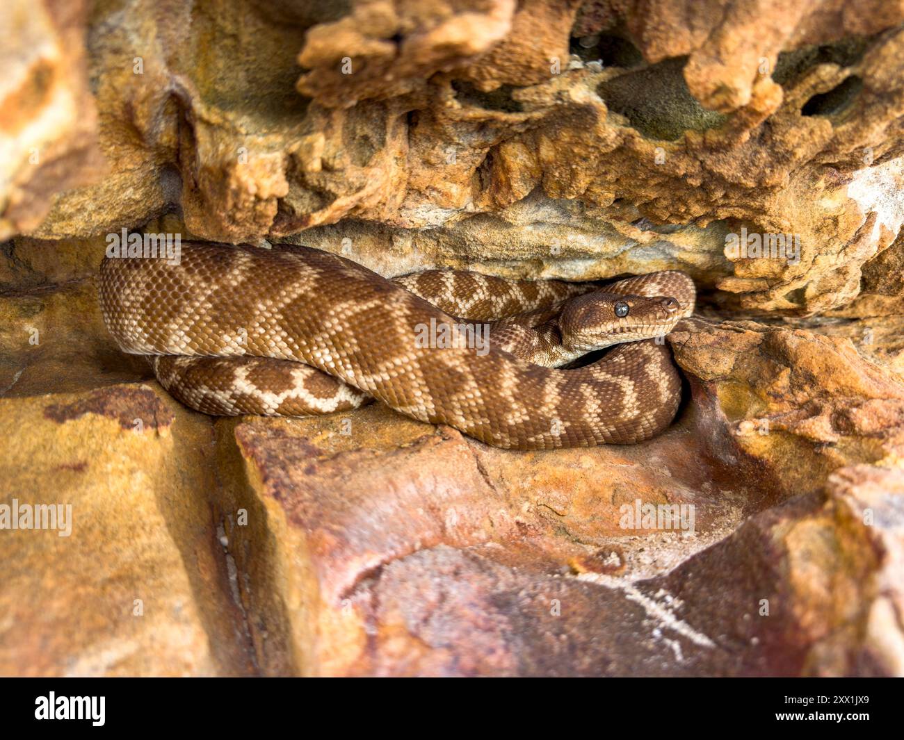Python adulte à écailles grossières (Morelia carinata), trouvé dans une crevasse de grès sur Bigge Island, Kimberley, Australie occidentale, Australie, Pacifique Banque D'Images