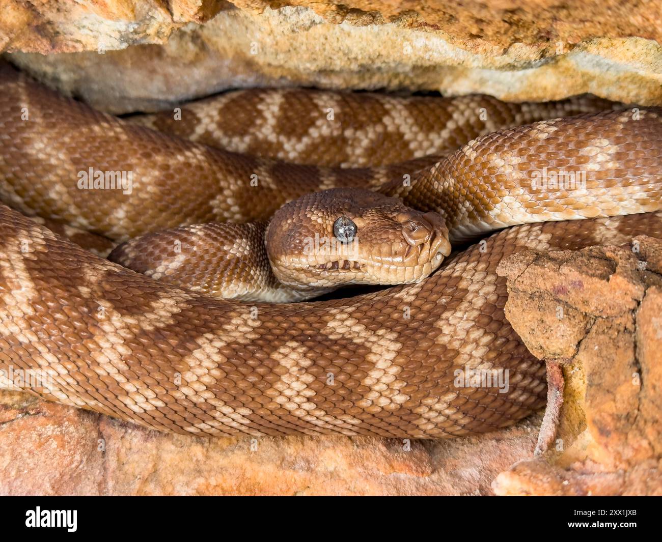 Python adulte à écailles grossières (Morelia carinata), trouvé dans une crevasse de grès sur Bigge Island, Kimberley, Australie occidentale, Australie, Pacifique Banque D'Images