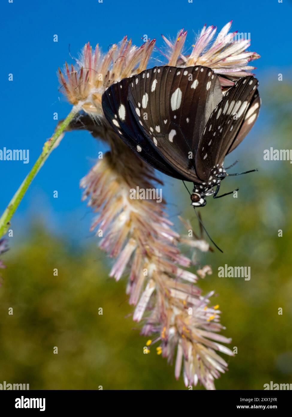 Un papillon de corbeau commun adulte, Euploea core, dans la baie de Vansittart, Kimberley, Australie occidentale, Australie, Pacifique Banque D'Images