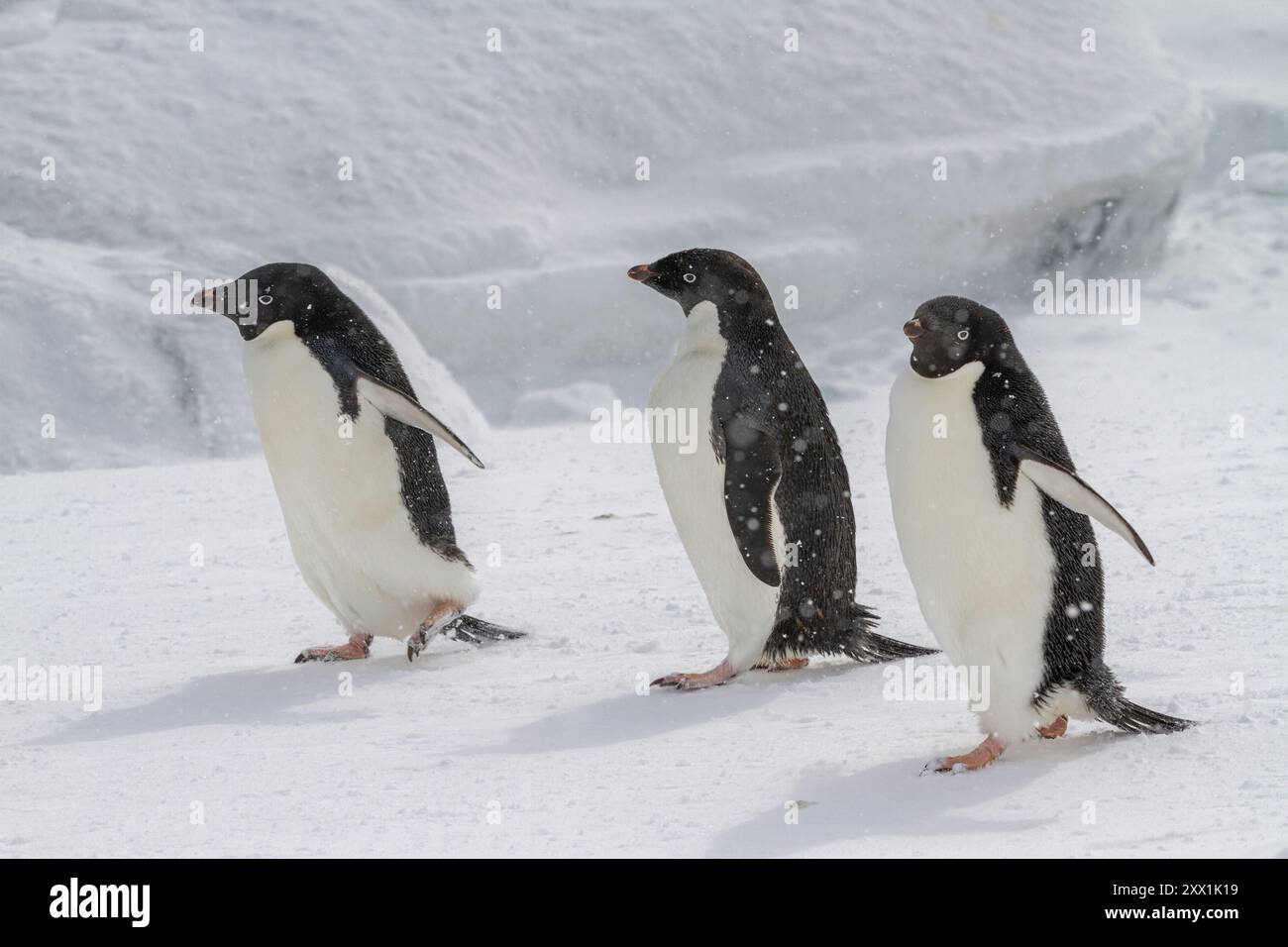 Manchots Adelie (Pygoscelis adeliae), dans une tempête de neige dans une colonie de reproduction à Brown Bluff, péninsule antarctique, Antarctique, régions polaires Banque D'Images