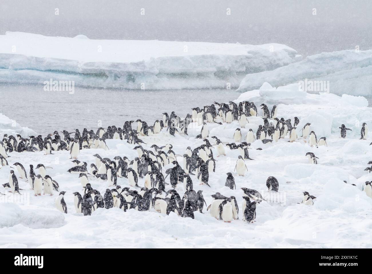 Manchots Adelie (Pygoscelis adeliae), dans une tempête de neige dans une colonie de reproduction à Brown Bluff, péninsule antarctique, Antarctique, régions polaires Banque D'Images