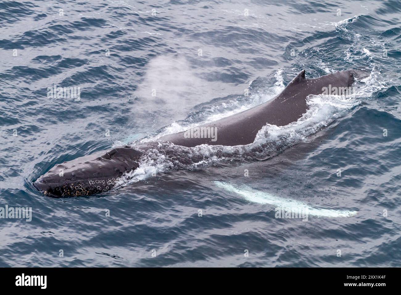 Baleine à bosse (Megaptera novaeangliae), faisant surface au large de l'île Half Moon dans le groupe des îles Shetland du Sud, Antarctique, régions polaires Banque D'Images Baleine à bosse (Megaptera novaeangliae), faisant surface au large de l'île Half Moon dans le groupe des îles Shetland du Sud, Antarctique, régions polaires Banque D'Images