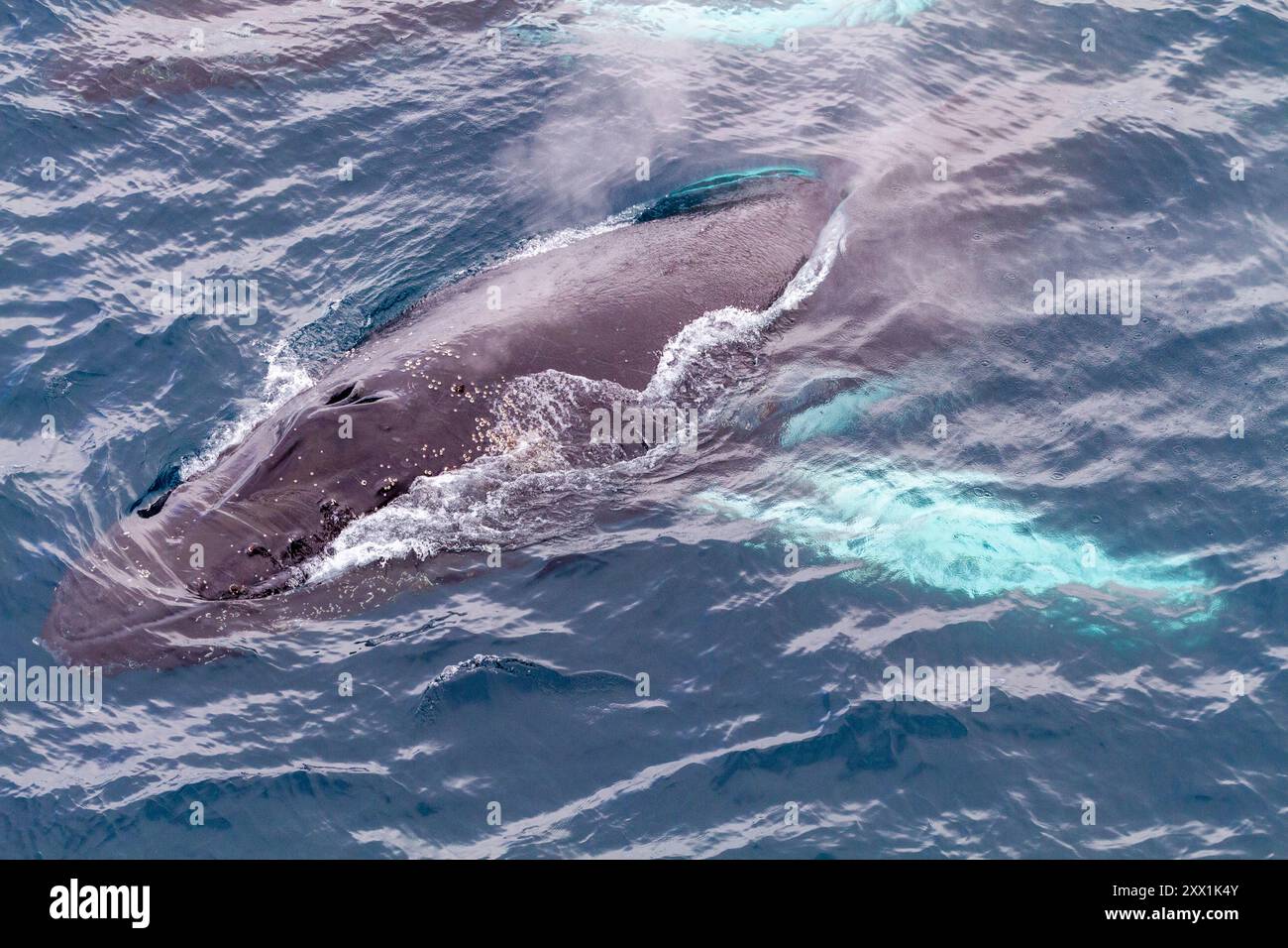 Baleine à bosse (Megaptera novaeangliae), faisant surface au large de l'île Half Moon dans le groupe des îles Shetland du Sud, Antarctique, régions polaires Banque D'Images