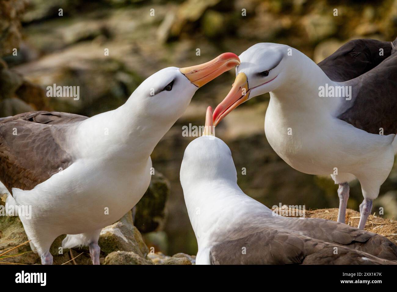 Albatros adultes à sourcils noirs (Thalassarche melanophrys), trio en exposition de cour sur le site de nidification de New Island, Malouines, Amérique du Sud Banque D'Images