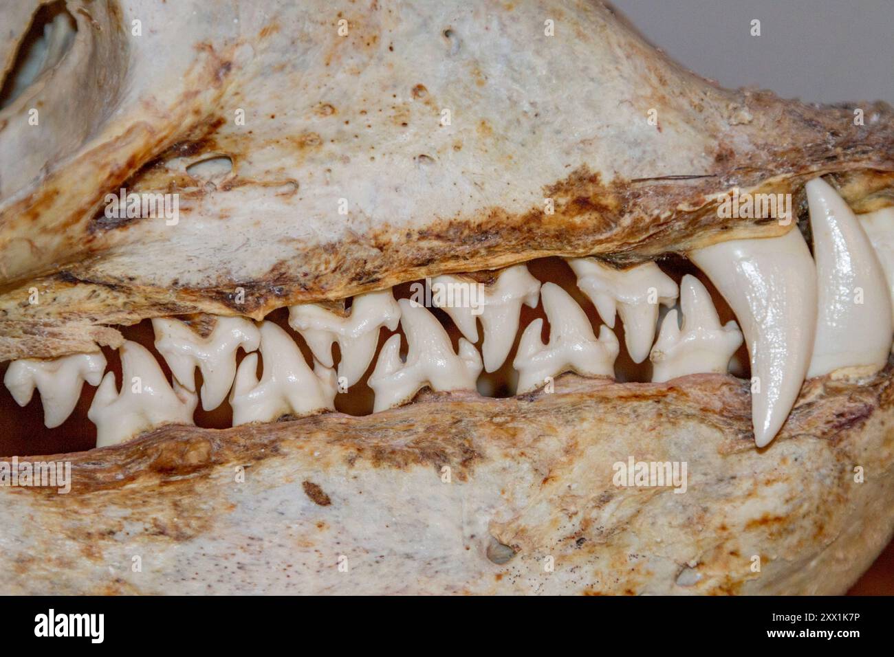 Crâne d'une femelle adulte léopard de mer (Hydrurga leptonyx), exposé au Musée d'histoire naturelle de Stanley, îles Falkland, Amérique du Sud Banque D'Images