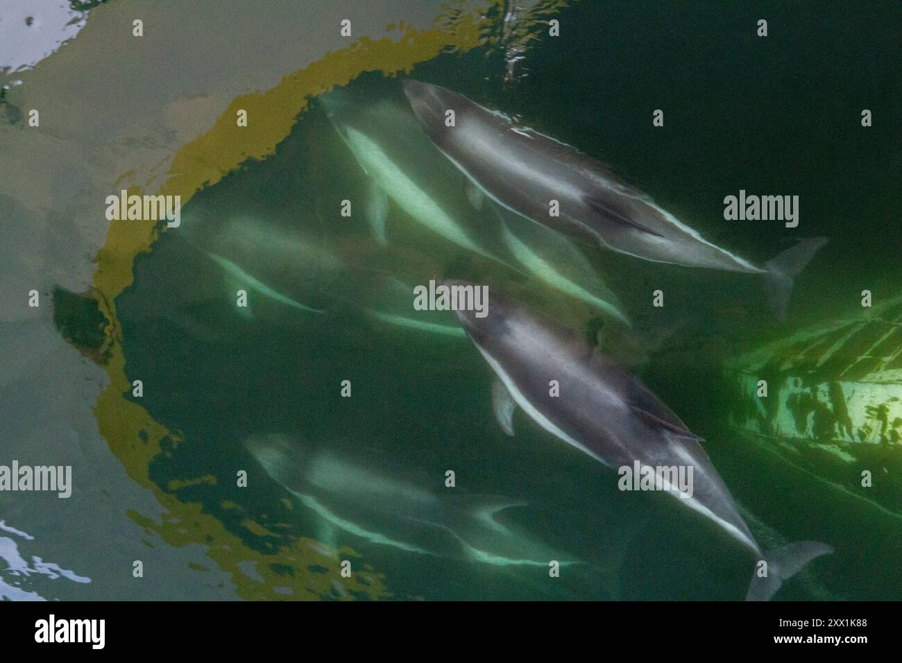 Dauphin de Peale adulte (Lagenorhynchus australis), proue près de New Island dans les îles Falkland, Amérique du Sud Banque D'Images