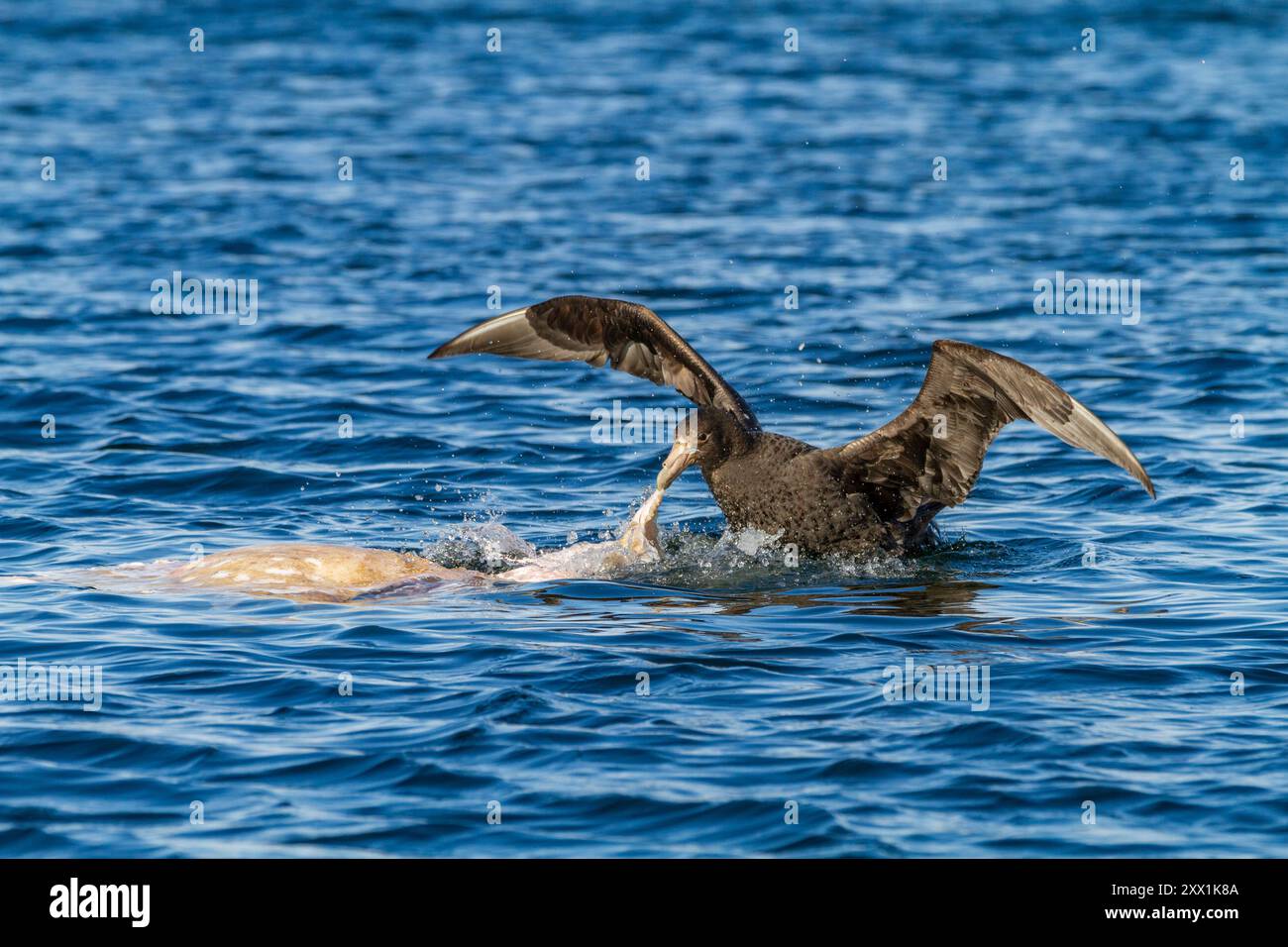 Pétrel géant du sud (Macronectes giganteus), se nourrissant d'une carcasse de mouton à West point Island, îles Falkland, Amérique du Sud Banque D'Images