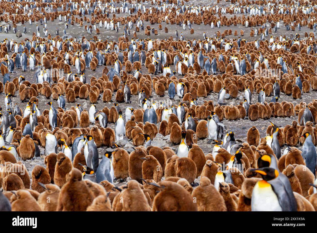 Manchots royaux adultes (Aptenodytes patagonicus) parmi les poussins de la colonie de reproduction de Gold Harbour, île de Géorgie du Sud, régions polaires Banque D'Images