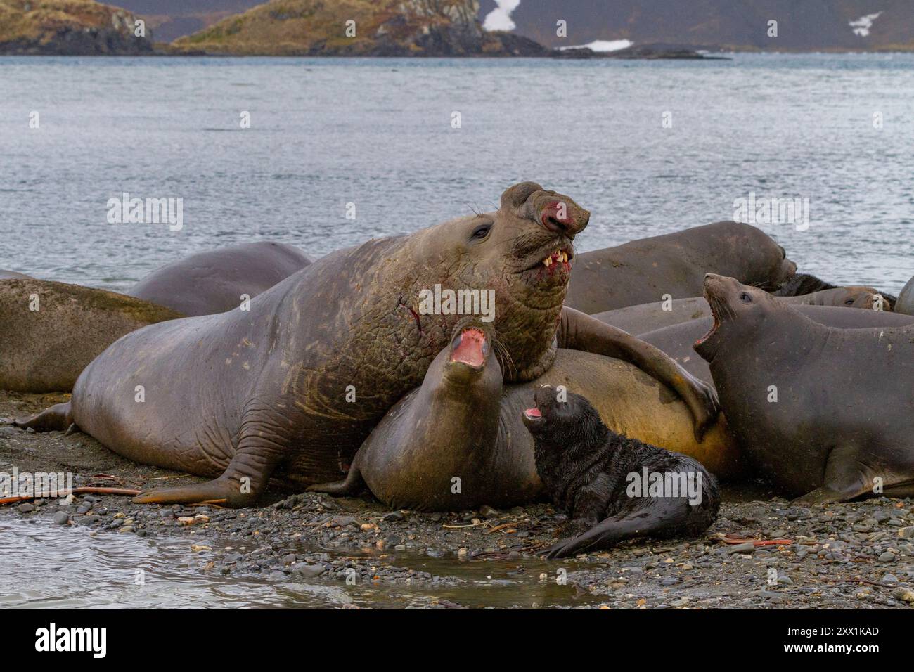 Beachmaster Bull éléphant de mer du sud (Mirounga leonina) tentant de s'accoupler à Peggotty Bluff, Géorgie du Sud, régions polaires Banque D'Images