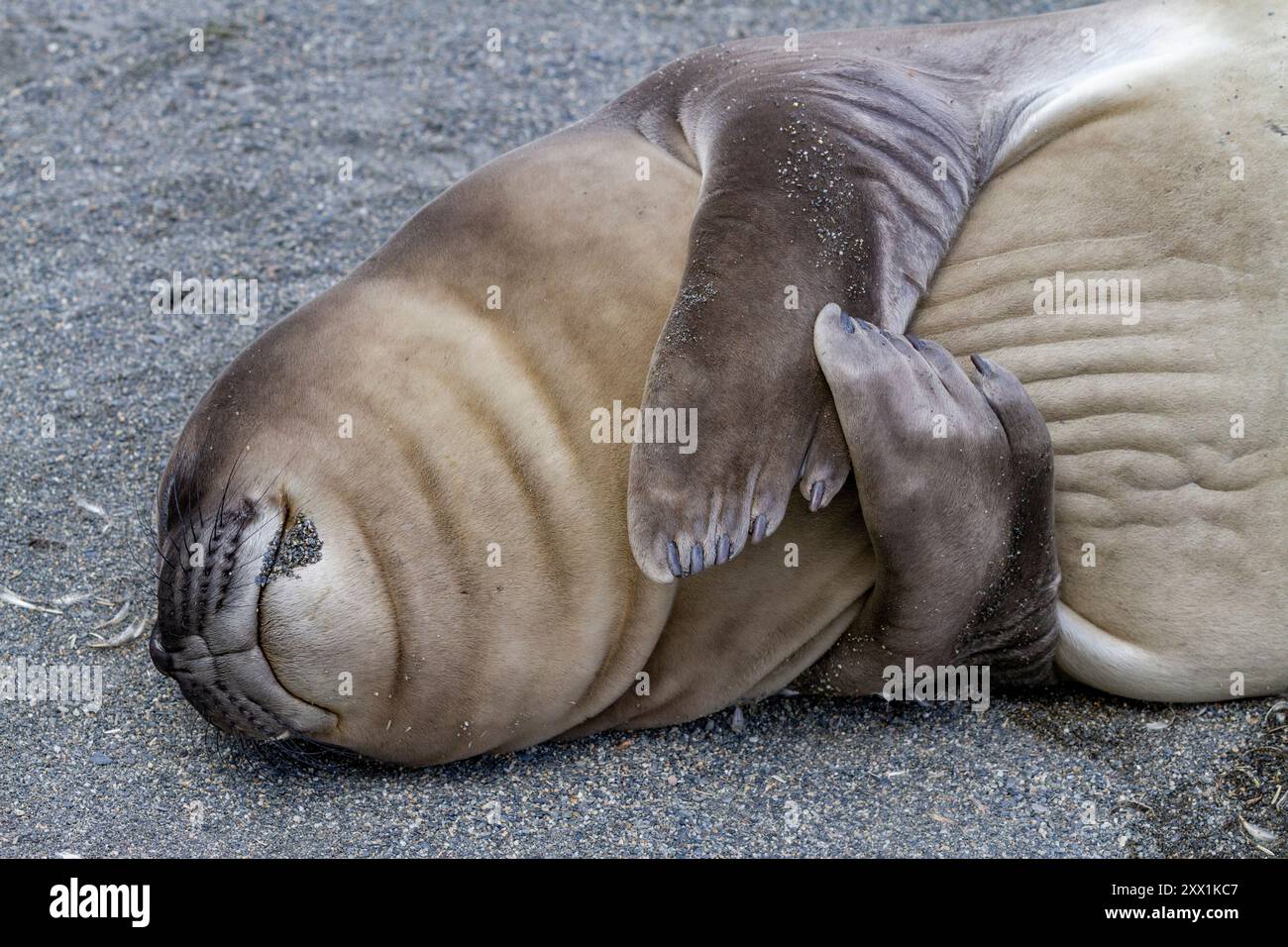 Éléphant de mer du Sud (Mirounga leonina) chiot sevré dormant sur la plage de Gold Harbour en Géorgie du Sud, régions polaires Banque D'Images