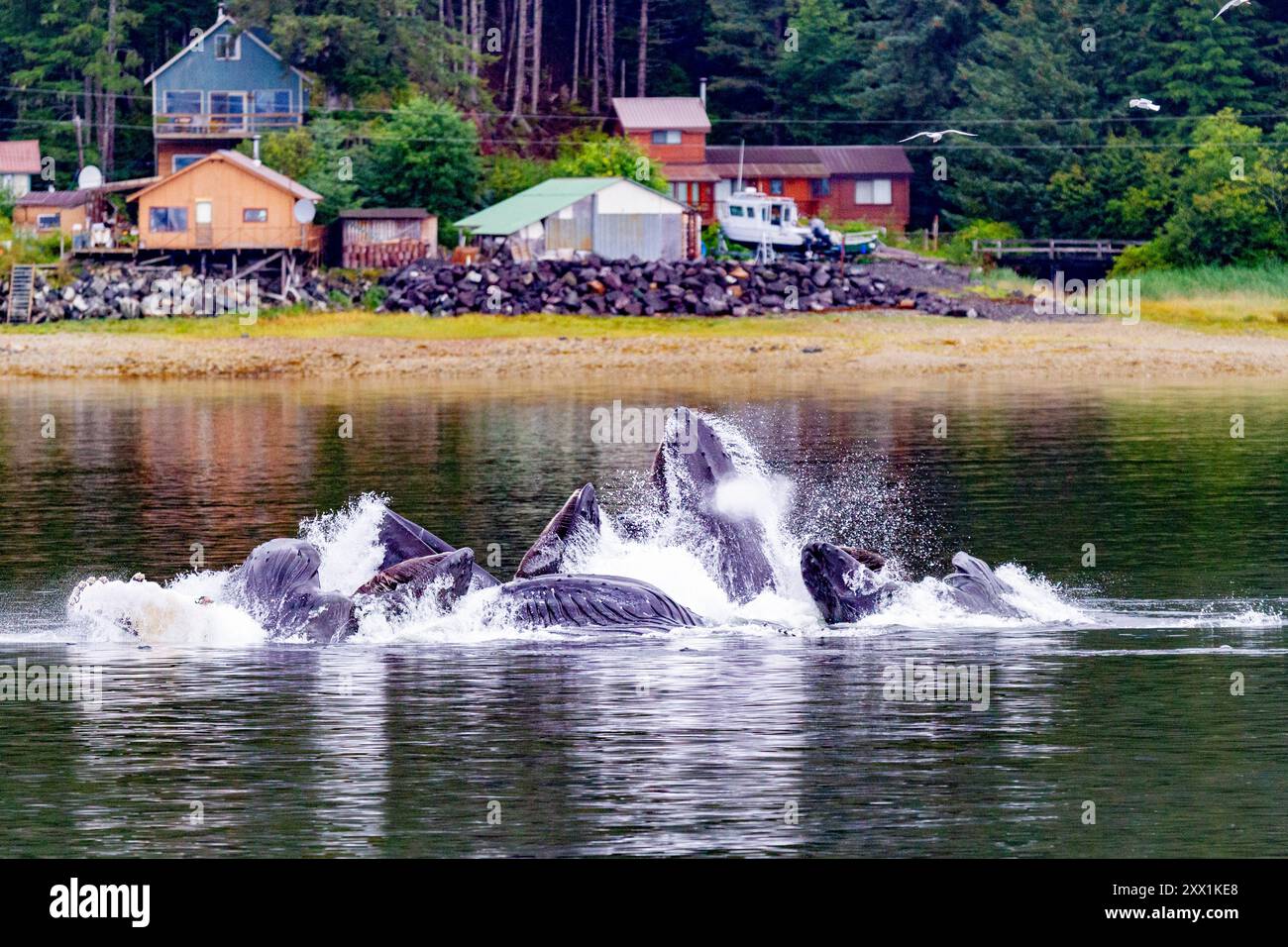 Rorquals à bosse adultes (Megaptera novaeangliae) se nourrissant en coopération avec des filets à bulles, sud-est de l'Alaska, États-Unis d'Amérique, Amérique du Nord Banque D'Images