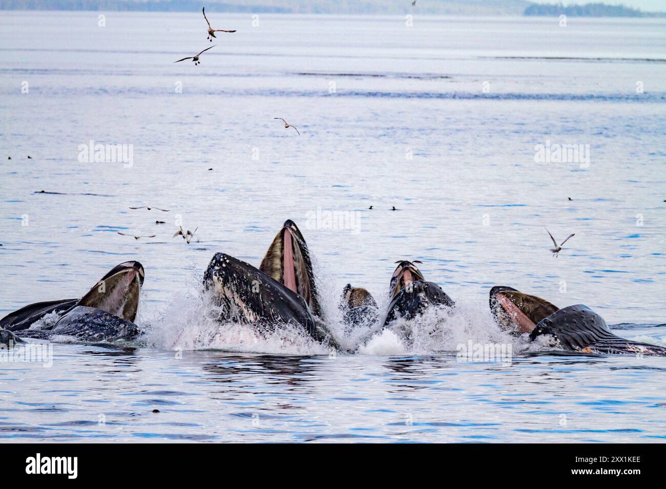 Rorquals à bosse adultes (Megaptera novaeangliae) se nourrissent en coopération avec des filets à bulles dans le col de Snow, Alaska, États-Unis d'Amérique, Amérique du Nord Banque D'Images