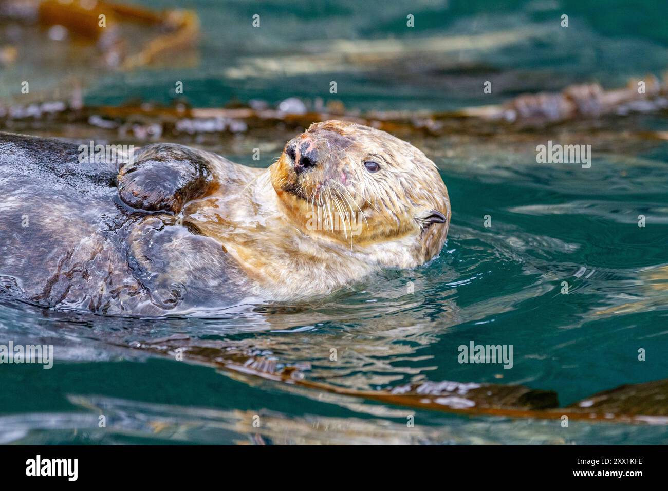 Femelle adulte loutre de mer (Enhydra lutris kenyoni) nageant dans le col d'Inian, dans le sud-est de l'Alaska, dans l'océan Pacifique, aux États-Unis d'Amérique, en Amérique du Nord Banque D'Images