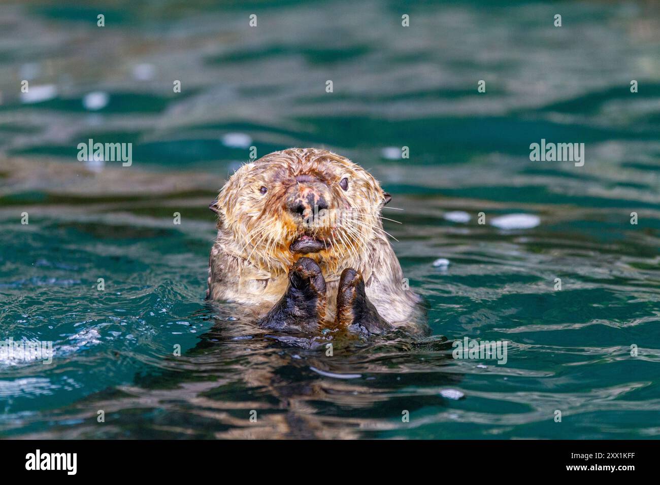 Femelle adulte loutre de mer (Enhydra lutris kenyoni) mangeant des oursins qu'elle a rassemblés au large du fond de la mer dans le col de l'Inian, dans le sud-est de l'Alaska, dans l'océan Pacifique Banque D'Images