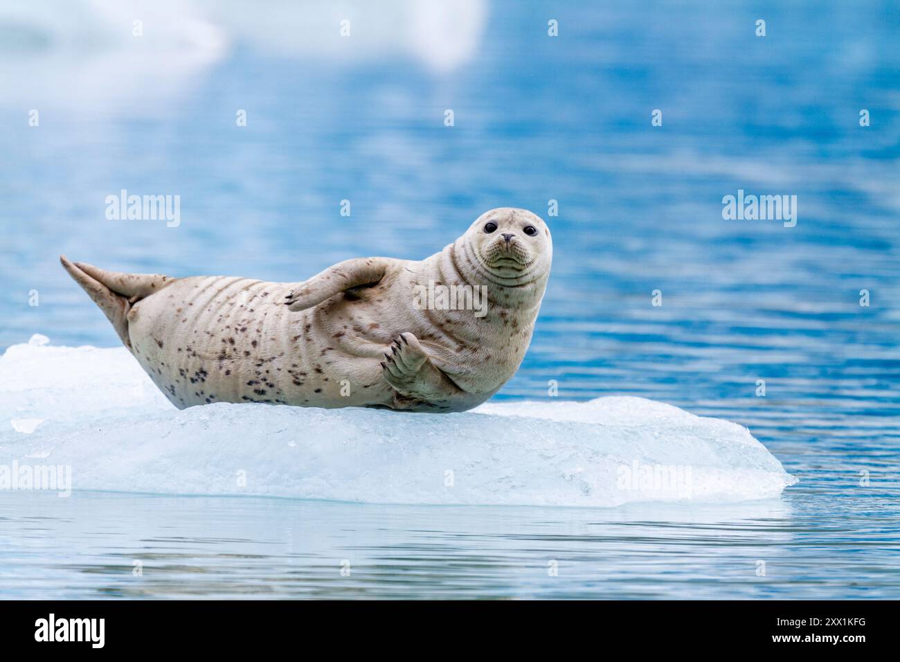 Phoque commun (Phoca vitulina) tiré sur de la glace vêlée du glacier South Sawyer, du sud-est de l'Alaska, des États-Unis d'Amérique, de l'Amérique du Nord Banque D'Images