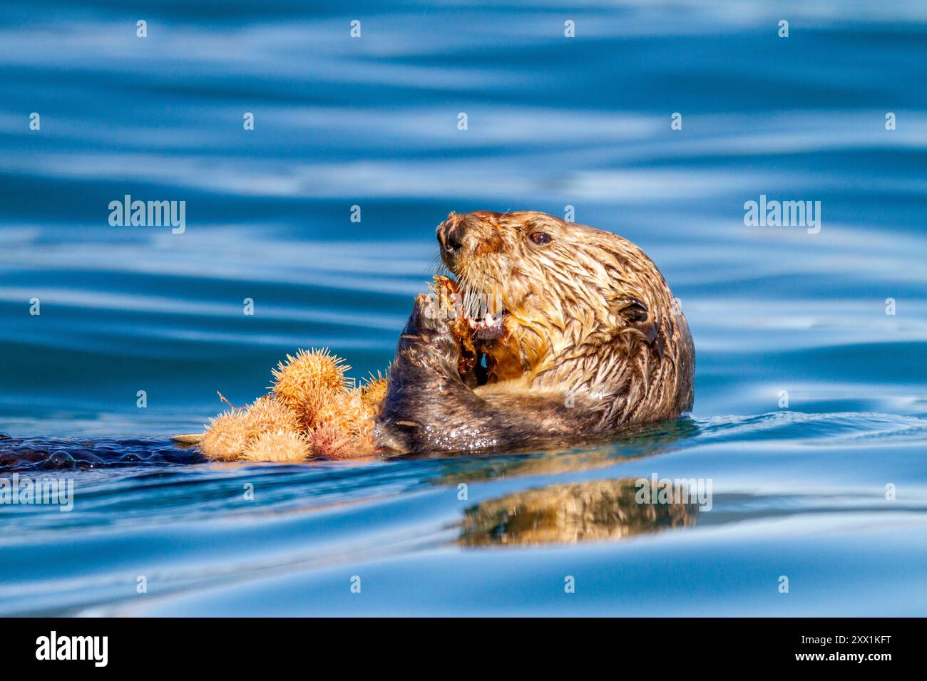 Femelle adulte loutre de mer (Enhydra lutris kenyoni) mangeant des oursins qu'elle a rassemblés au large du fond de la mer dans le col de l'Inian, dans le sud-est de l'Alaska, dans l'océan Pacifique Banque D'Images