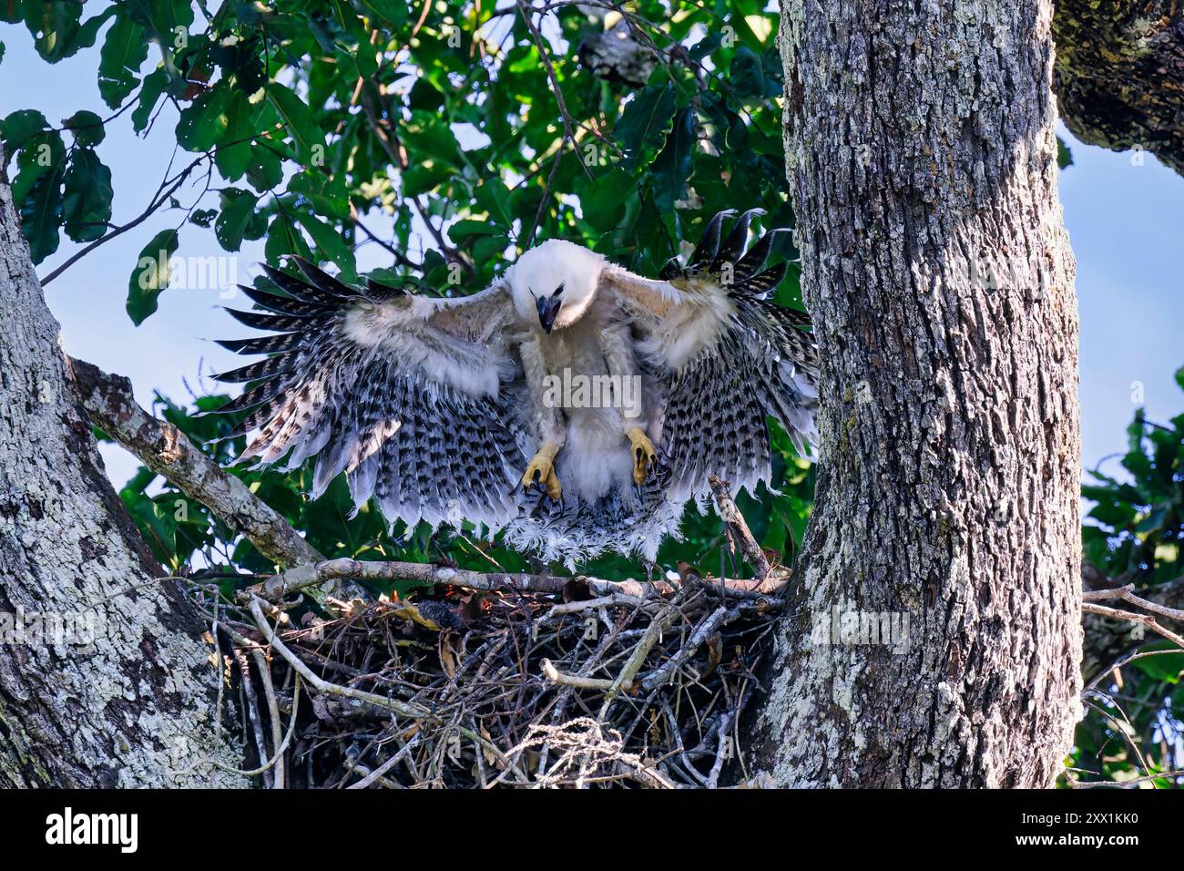 Poussin Harpy Eagle (Harpia harpyja) de quatre mois, testant ses ailes dans le nid, Alta Floresta, Amazonie, Brésil, Amérique du Sud Banque D'Images