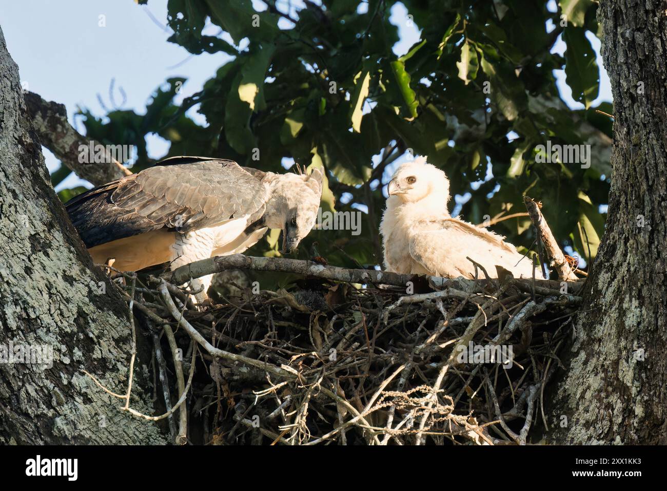 Aigle harpie femelle (Harpia harpyja), nourrissant son poussin de quatre mois, Alta Floresta, Amazonie, Brésil, Amérique du Sud Banque D'Images