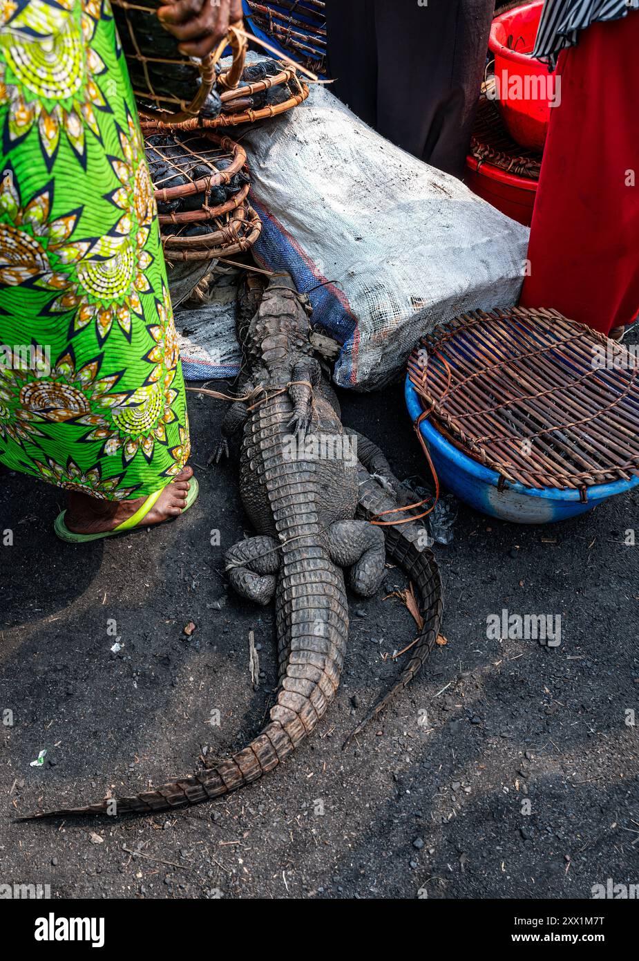 Crocodiles vivants à vendre au marché de Mbandaka, province de l'Équateur, République démocratique du Congo, Afrique Banque D'Images