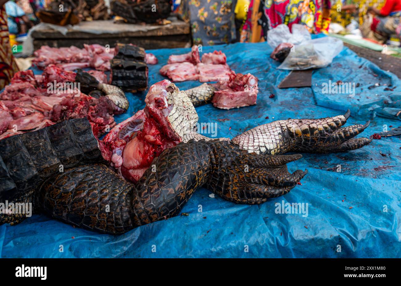 Viande de crocodile à vendre, Mbandaka, Equateur province, République démocratique du Congo, Afrique Banque D'Images