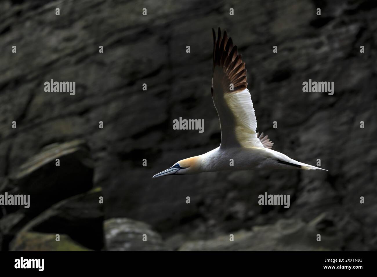 Gannet volant près de Noss Island, Shetland, Écosse, Royaume-Uni, Europe Banque D'Images