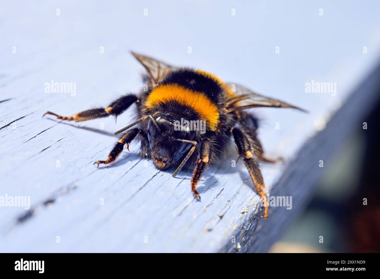 Bourdon à queue polie (Bombus terrestris), France, Europe Banque D'Images