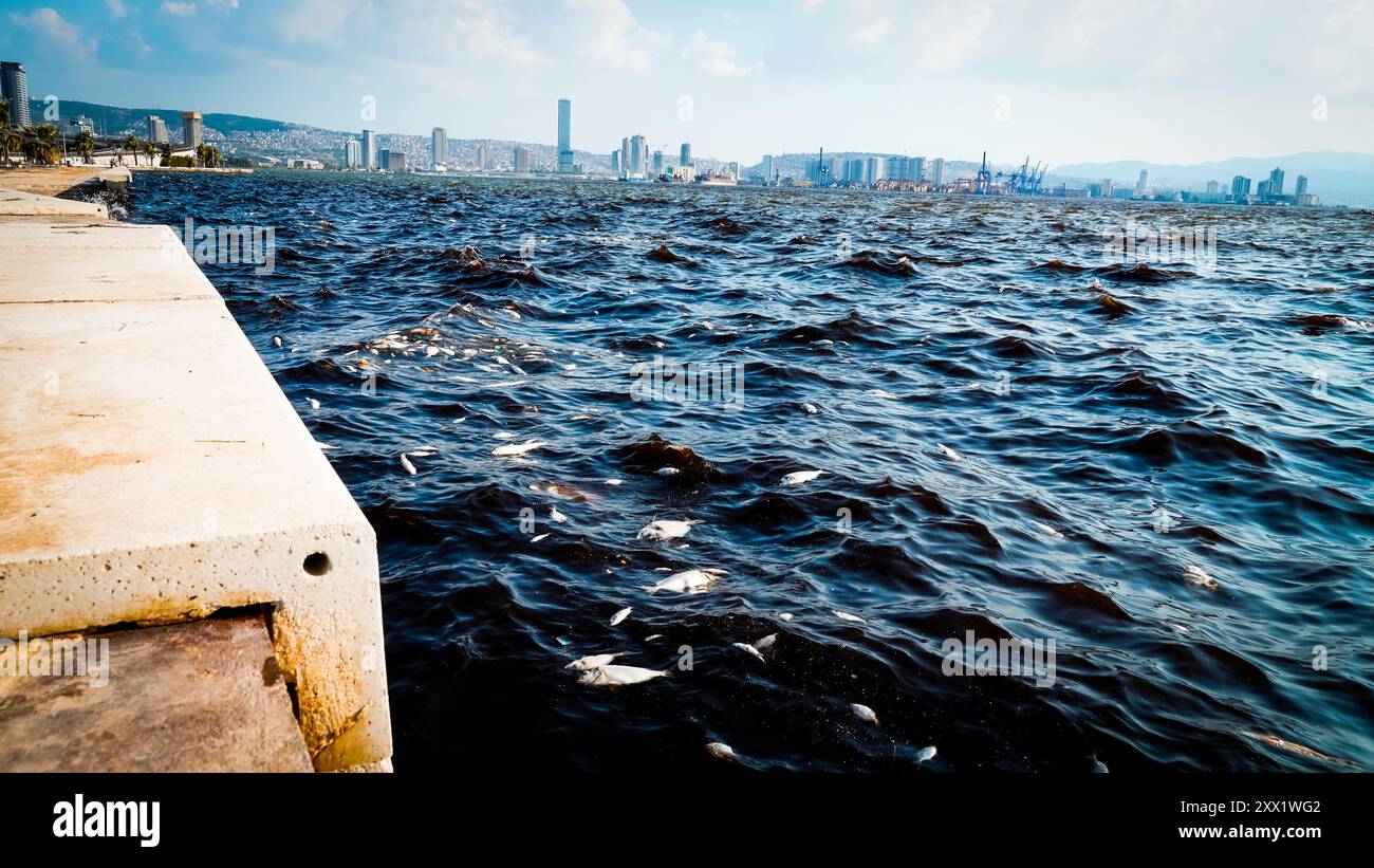 Izmir, Turquie. 21 août 2024. Des morts massives de poissons ont eu lieu dans le golfe d'Izmir en raison du changement climatique et de la pollution de l'environnement. Des poissons morts se sont échoués sur le rivage pendant que des équipes de nettoyage ont été aperçues en train de nettoyer le littoral des poissons morts. Crédit : İdil Toffolo/Alamy Live News Banque D'Images