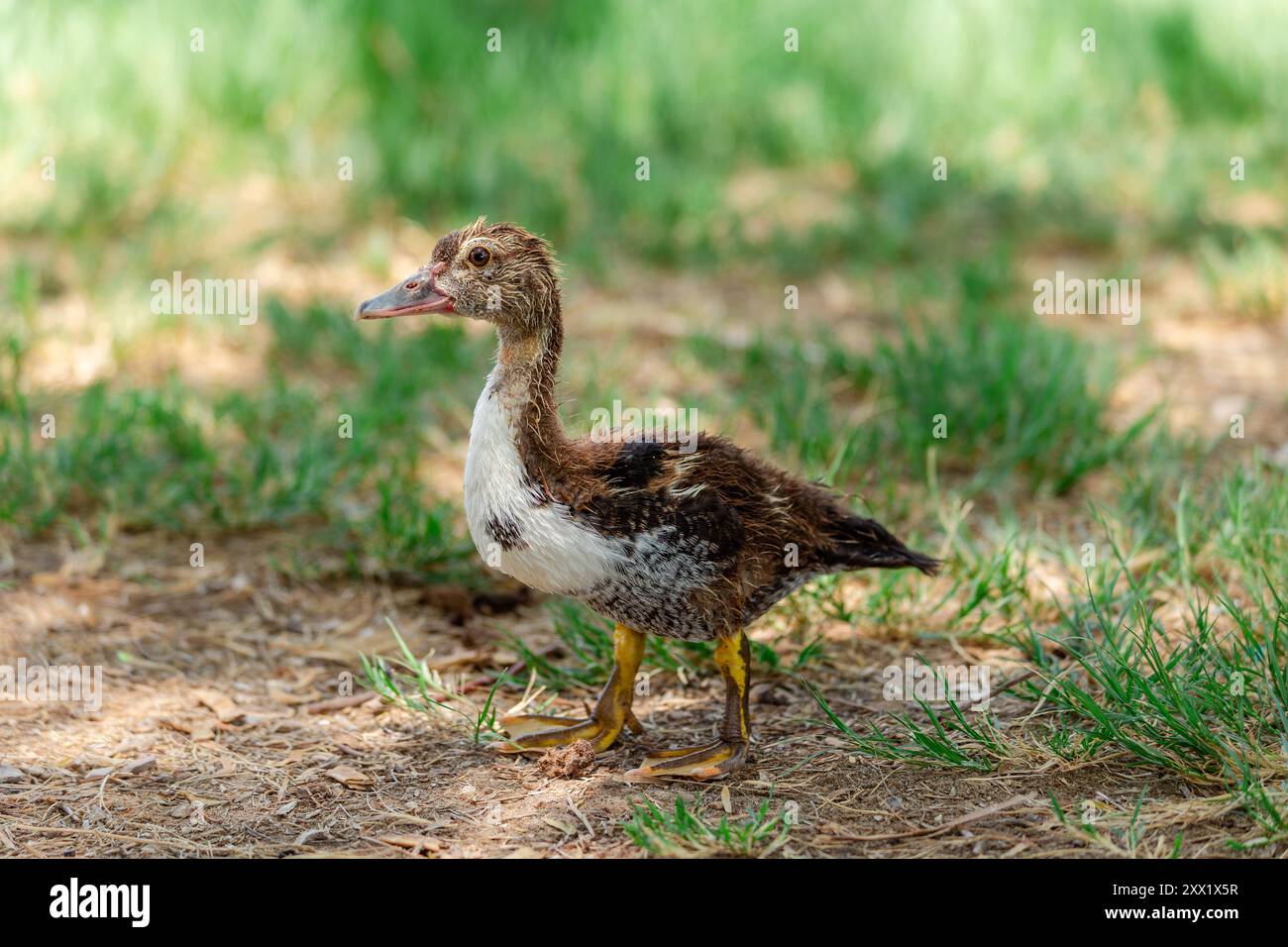 Jeune canard de Muscovy dans la nature Banque D'Images