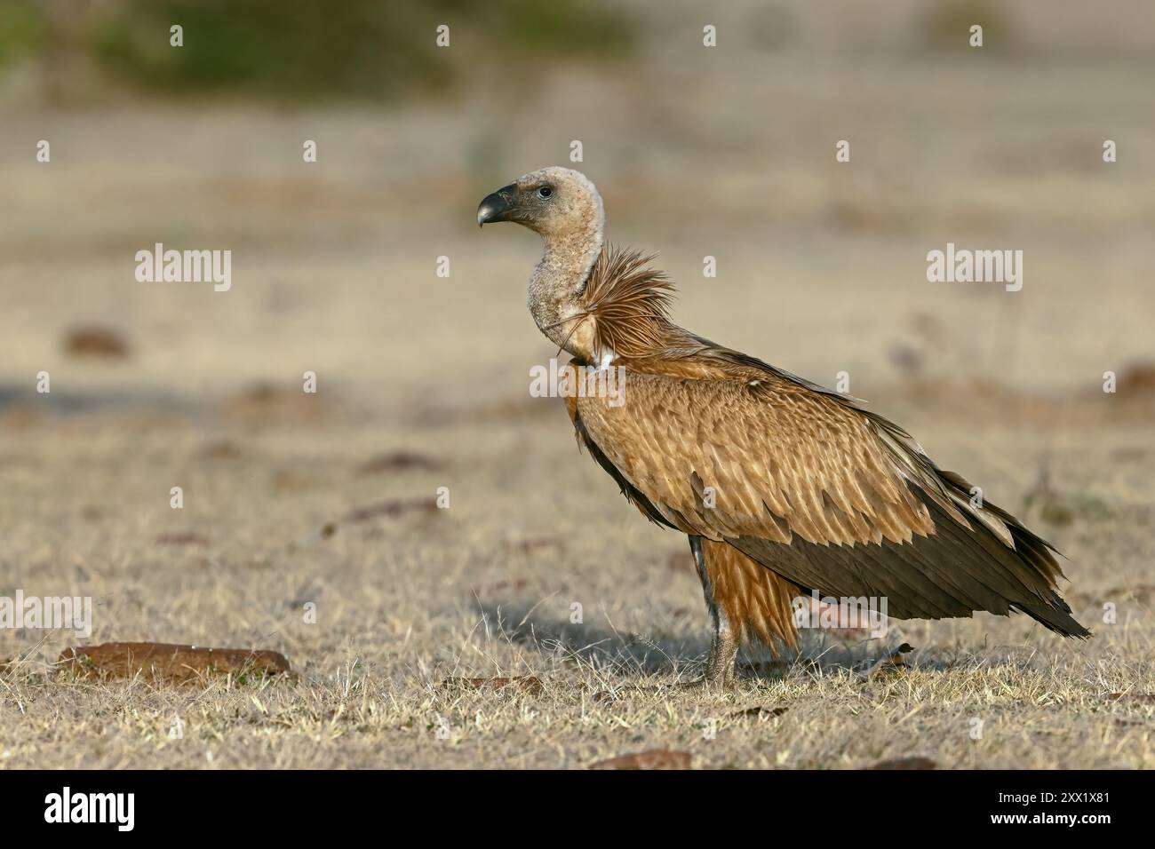 Le vautours griffon eurasien (Gyps fulvus) est un grand vautours de l'ancien monde chez l'oiseau de proie de la famille des Accipitridae. Il est également connu sous le nom de vautours griffon. Banque D'Images