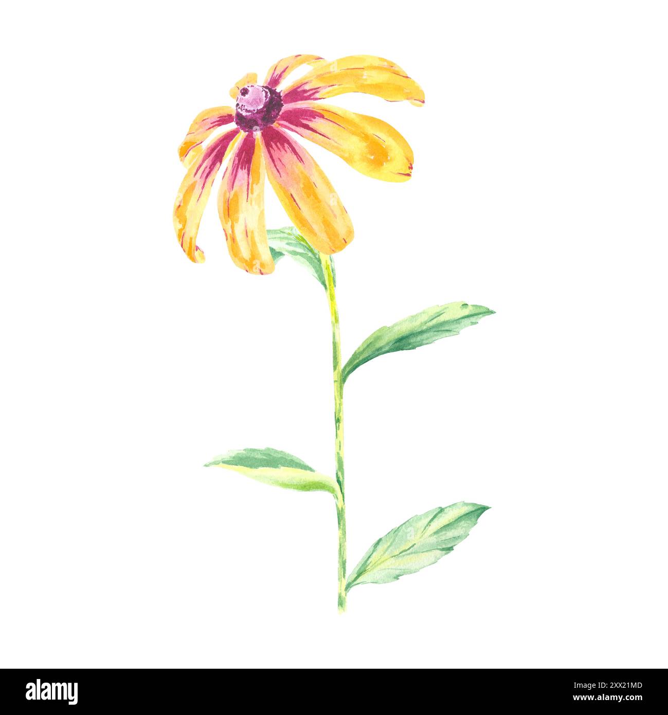 Marguerites fleurs jaunes illustration isolée aquarelle dessinée à la main. Bouquet fleuri d'échinacée ensoleillée sur tige avec des feuilles vertes. Banque D'Images