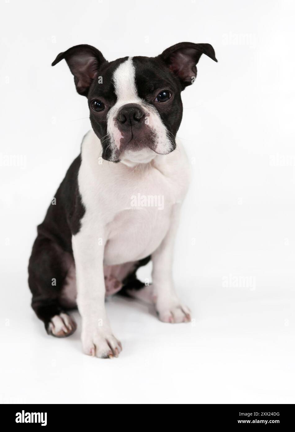 Coupé et adorable Boston Terrier chiot pur, studio shot, assis, devant fond blanc. Jeune chien noir et blanc isolé Banque D'Images