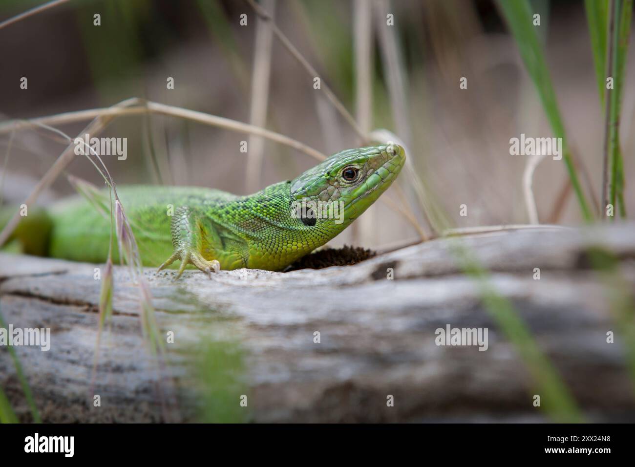 Lézard vert occidental (Lacerta bilineata) sur un arbre, dans une campagne sèche du sud de la France. Faune sauvage de France Banque D'Images